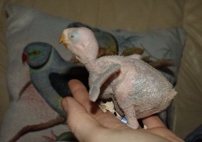 подросший птенец александрийского попугая