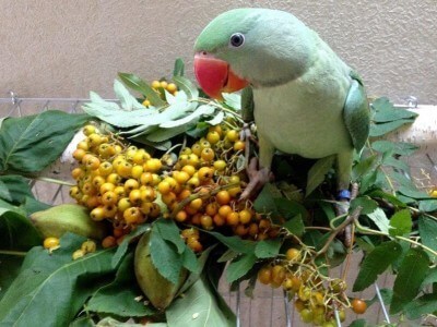 неспелая рябина, зеленые манчжурские орехи, листва для птенцов слетков александрийских попугаев