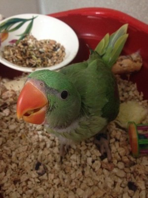 приучение птенцов александрийских попугаев в самостоятельному питанию