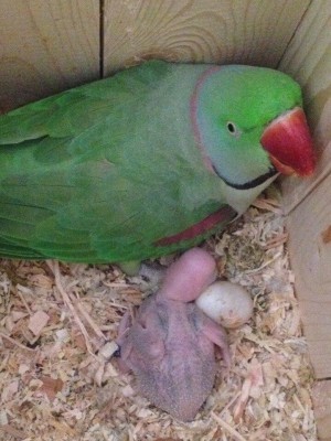 самец александрийского попугая в гнезде