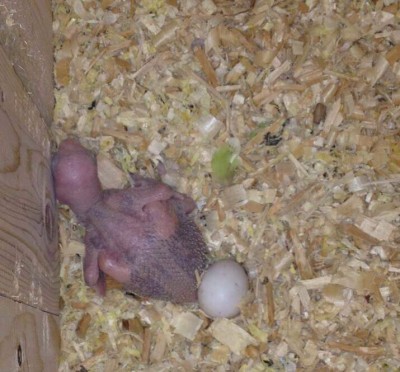 птенец александрийского попугая в гнезде