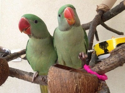 птенцы выкормыши александрийского попугая в 2 месяца