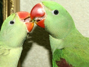 Разведение александрийских попугаев в домашних условиях.