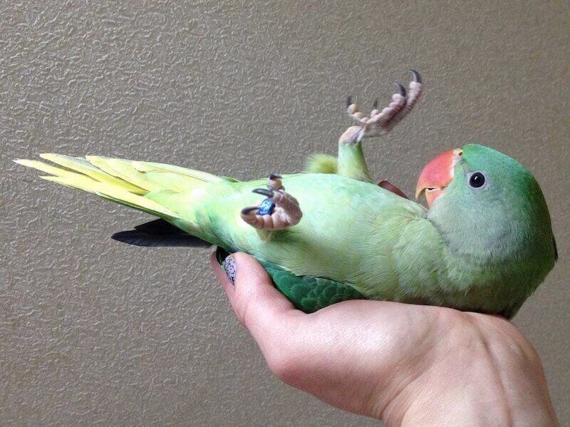 ручной птенец выкормыш александрийского попугая