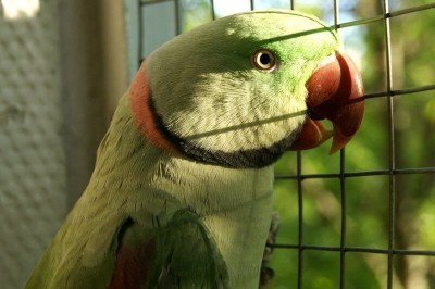 взрослый самец александрийского попугая