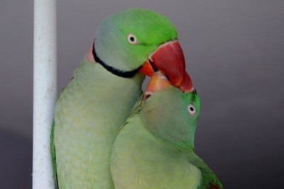 Половое поведение александрийских попугаев, самец кормит самку. Ухаживание.