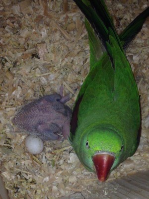 самка и потомство александриского попугая в гнезде