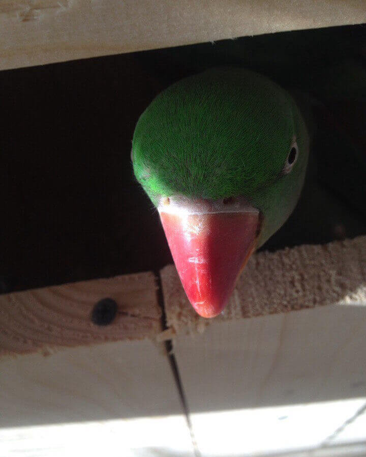 самка александрийского попугая в гнезде
