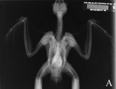 рентген хищной птицы на спине