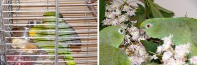 кормление попугаев суринамских амазонов в период размножения