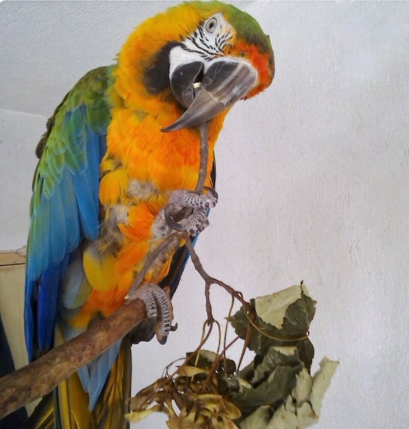 попугай ара после лечения