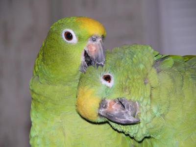 разведение попугаев суринамских амазонов, образование пары