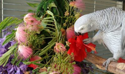 цветы гибискуса дя попугая жако