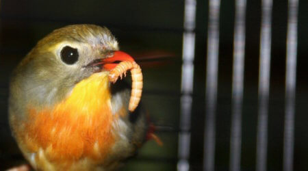 как кормить певчих насекомоядных птиц