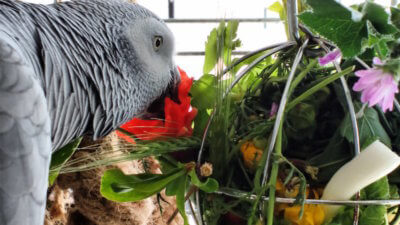 попугай жако ест из фуражилки