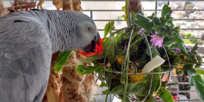 как сделать безопасную игрушку фуражилку для попугая жако