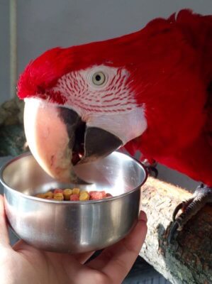 попугай ара пробует гранулированный корм fiory