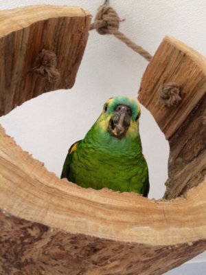 попугай амазон пробует гранулированные корма fiory