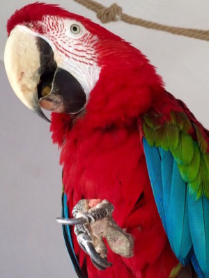 попугай ара пробует гранулы fiory