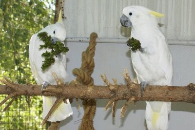 попугаи какаду едят семена сирени в стручках