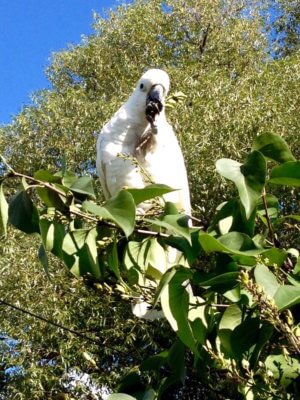 попугай какаду кормится семенами сирени