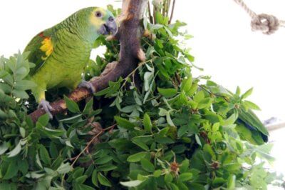 как давать ветки для попугая амазона