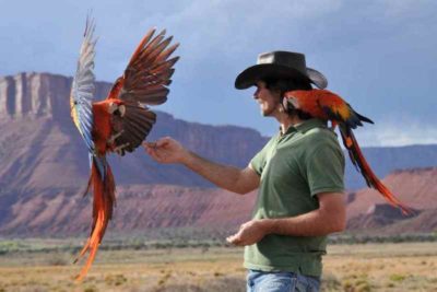 Крис Биро свободные полеты с попугаями