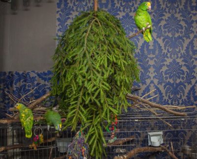 подвешенная елка для попугаев амазонов
