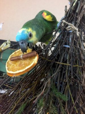 попугай амазон кормится сухим апельсином на самодельной елке из веток