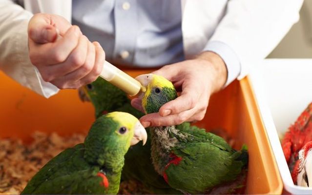 птенцы попугаев выкормыши