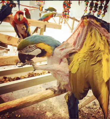 больной сине-желтый ара в приюте для попугаев