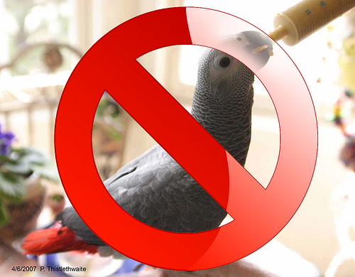 запрет на выкармливание птенцов попугаев в Нидерландах