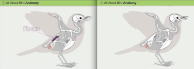 анатомия почек птиц
