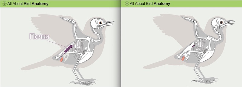 анатомия почек птиц