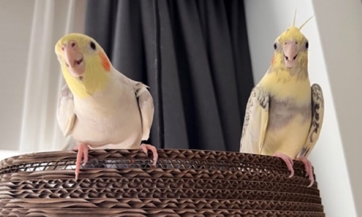 Что делать, если попугай хочет сгрызть вашу квартиру - Энциклопедия владельца птицы