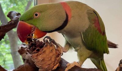 как правильно лечить попугая, давать препараты без стресса для птицы