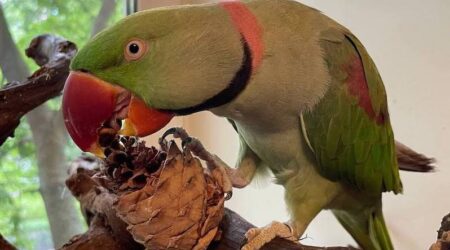 как правильно лечить попугая, давать препараты без стресса для птицы